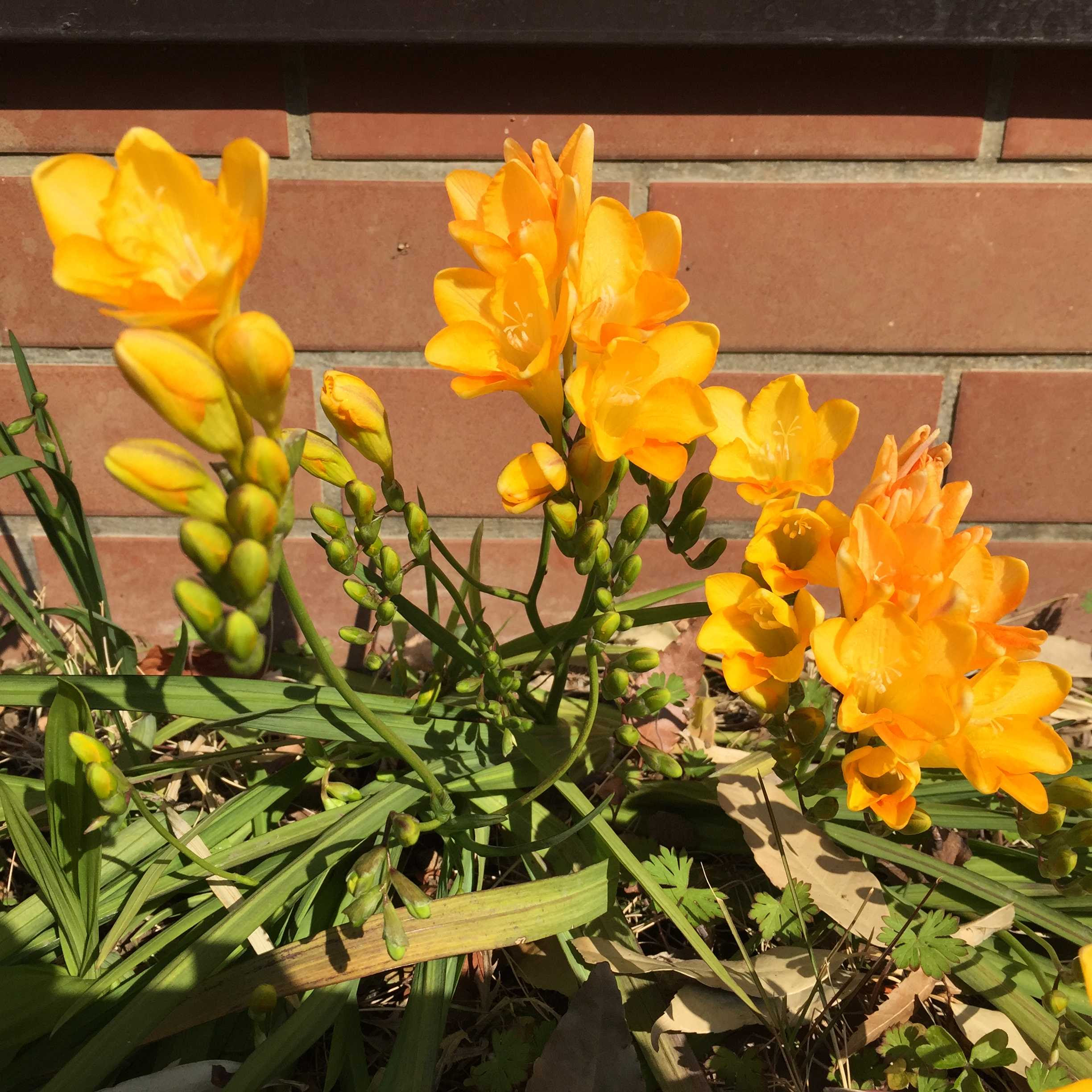 鮮やかなオレンジ色 フリージアの花の写真 ムラウチドットコム社長 村内伸弘のブログが好き