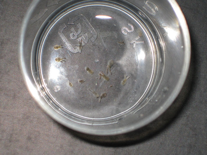 甲殻系寄生虫 南国魚庵
