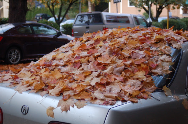 autumn_leaves_silvercar_back