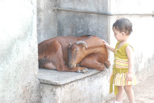 Marziya Shakir and Goat by firoze shakir photographerno1