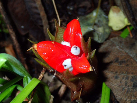 ミョウガの実を初めて見たので食べてみた ざざむし