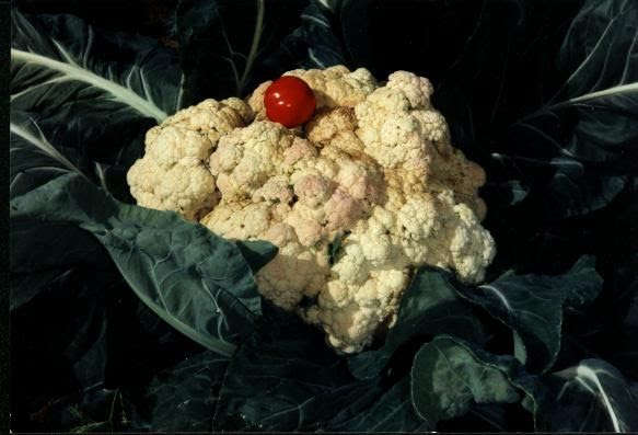 Giant Vegetables (26 pics)