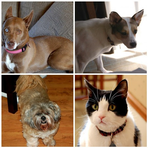My adopted animals