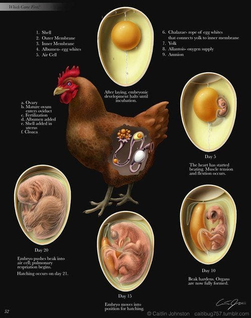 The Embryonic Cycle of a Chicken