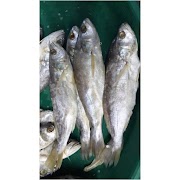 Konsep Penting Ikan Gulama
