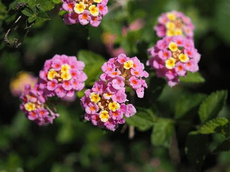 This bright and showy perennial attracts butterflies and honeybees with large ye. Top 9 Most Beautiful Flowers For Hanging Baskets - The