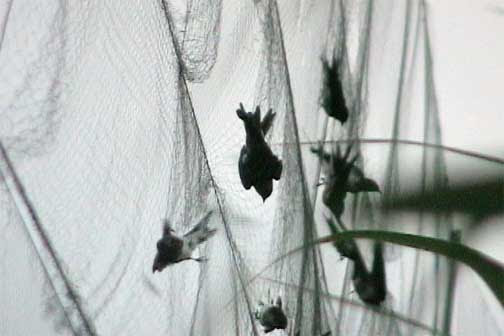 知って欲しい野鳥のこと かすみ網のこと