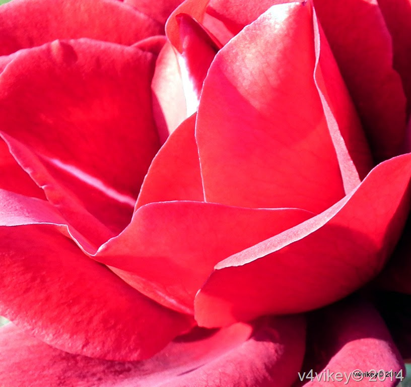 Rose Flowers