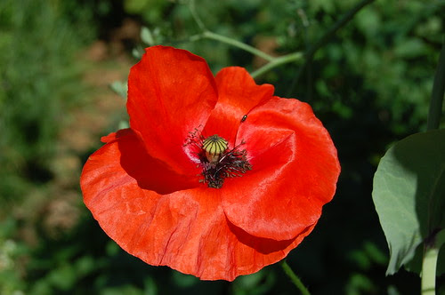 Somme poppy