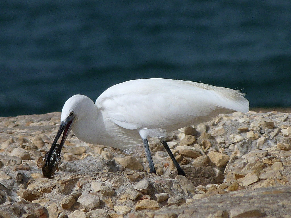21-10-2011-egret-eating-fish2