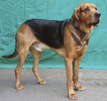 Berger suisse comportement