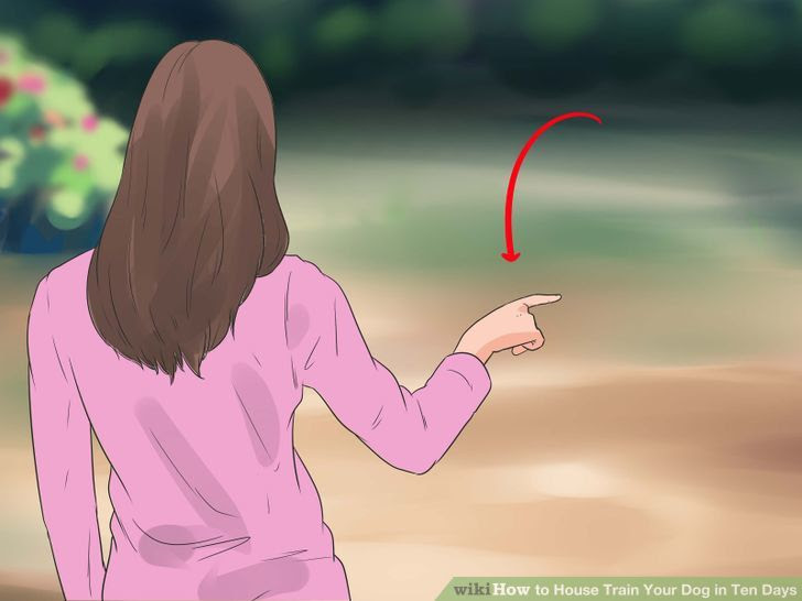 House Train Your Dog in Ten Days Step 5 Version 2.jpg