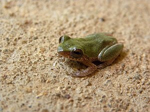 Frog