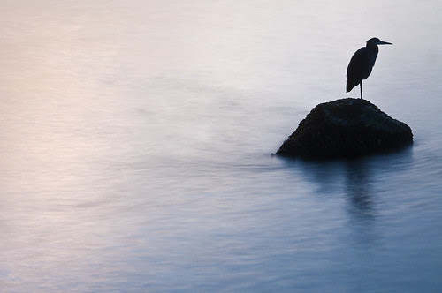 Bird on Water by petetaylor