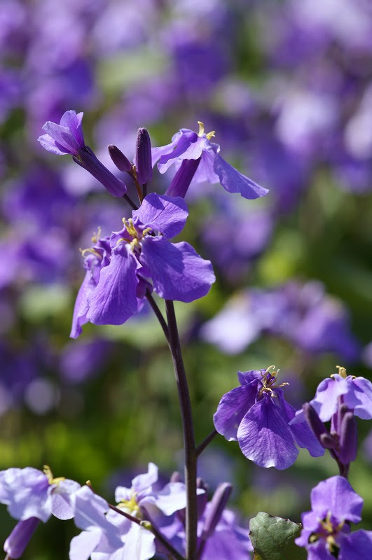 科名 アブラナ科 野の花図鑑