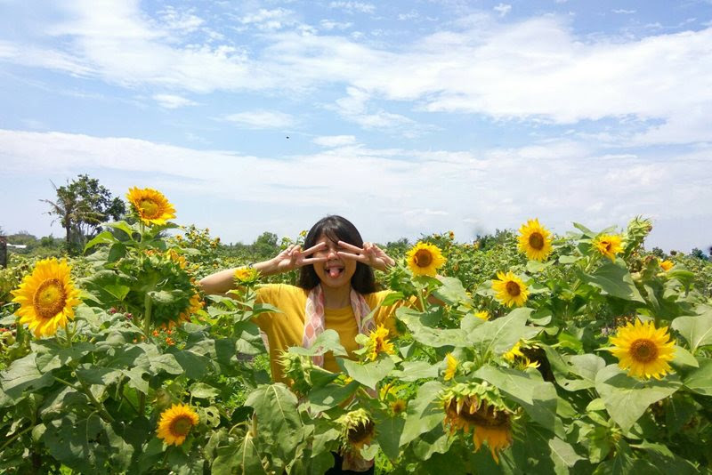 Wisata Foto Hits di Taman Bunga Matahari Jogja Wisata Foto Hits di Taman Bunga Matahari Jogja