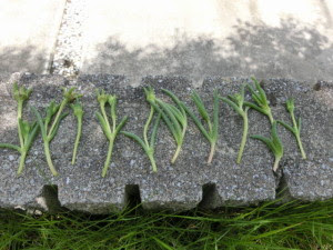 挿し芽で増やそう マツバギク編 八王子の植木屋 庭秀