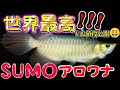 アジアアロワナ 世界 一 美しい 綺麗 な 魚 292548