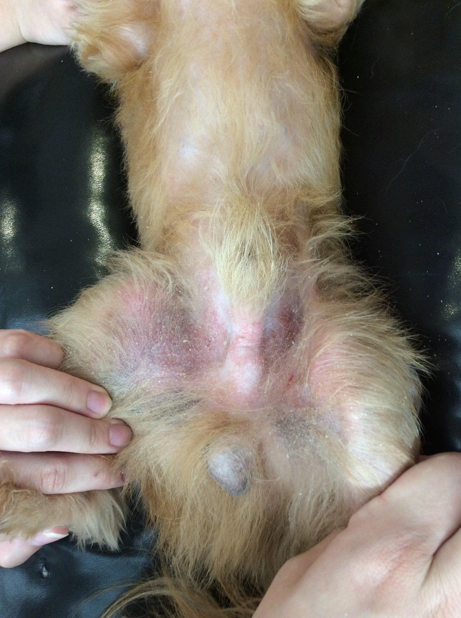 お腹に湿疹ができたショコラちゃん 福岡県須恵町の動物病院 リヴ動物病院 犬猫専門