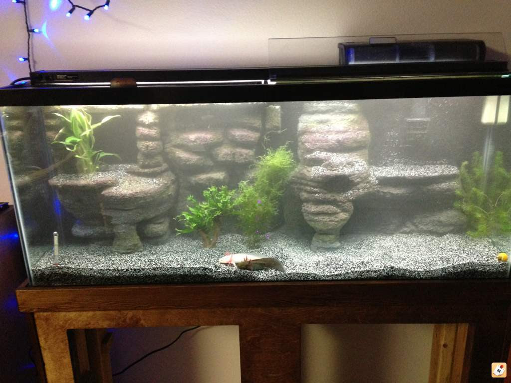 Cool And Creative Hides Caudata Org Newts And Salamanders Portal