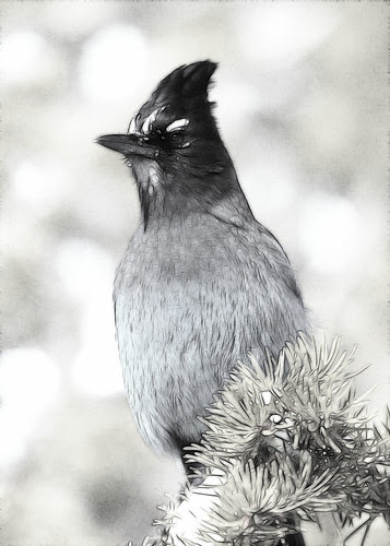 8x10 Steller's Jay Bryce Canyon Fract IMG_0774
