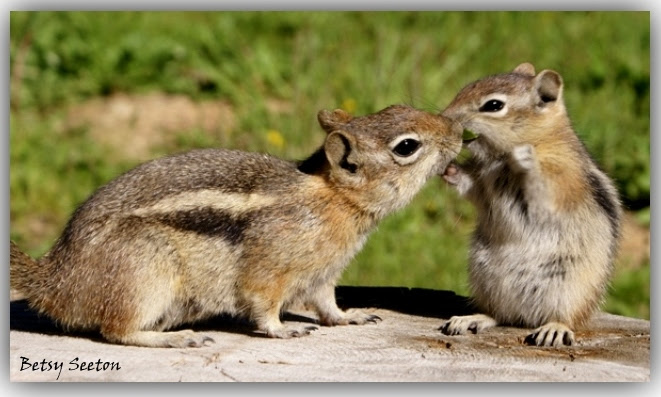 The latest photos by Betsy Seeton