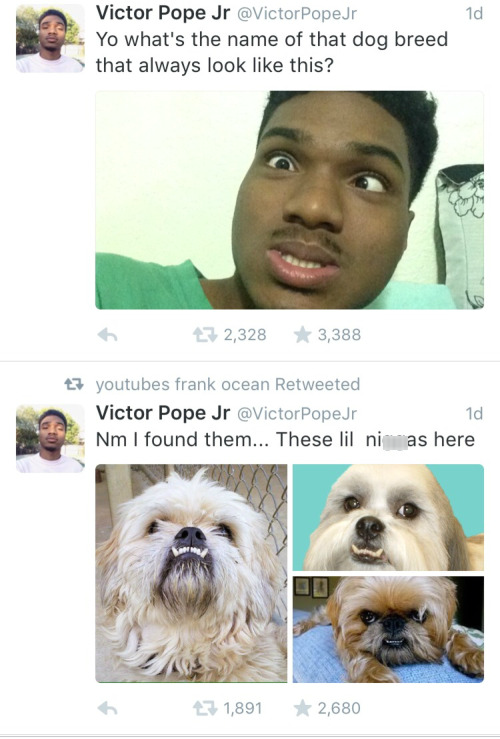dogs,twitter
