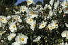 Cistus cyprius