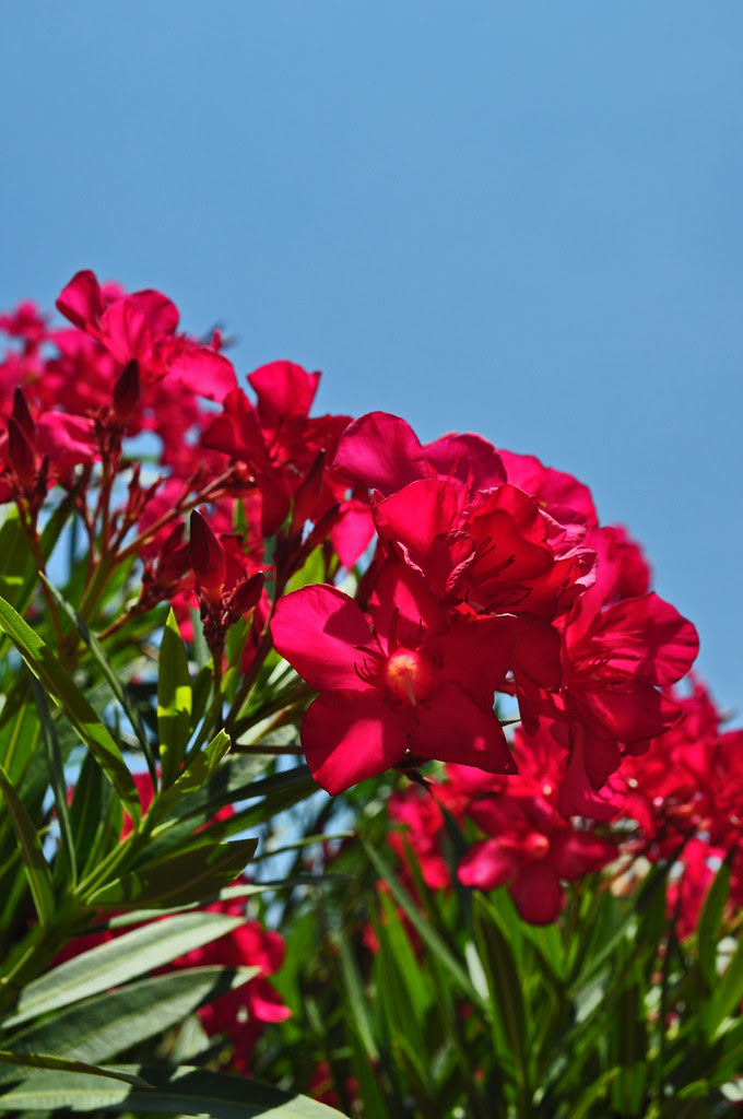 Oleander 2