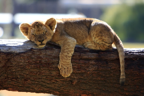 wild animals