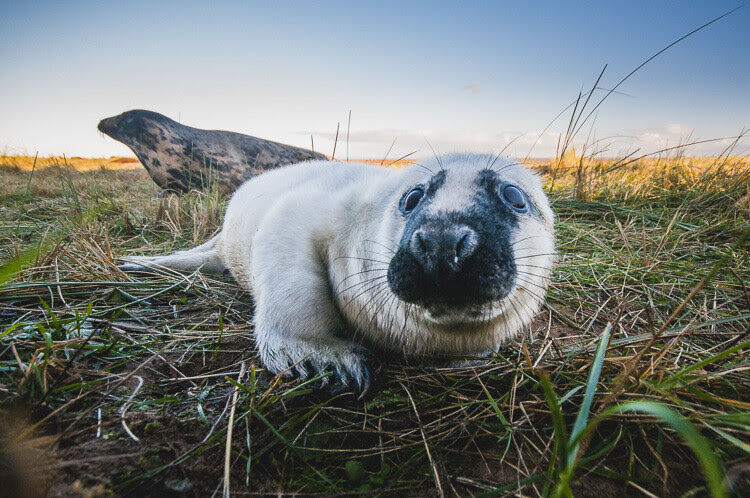 wildlife photography lenses