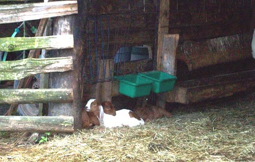 BeechHillFarm_52111d