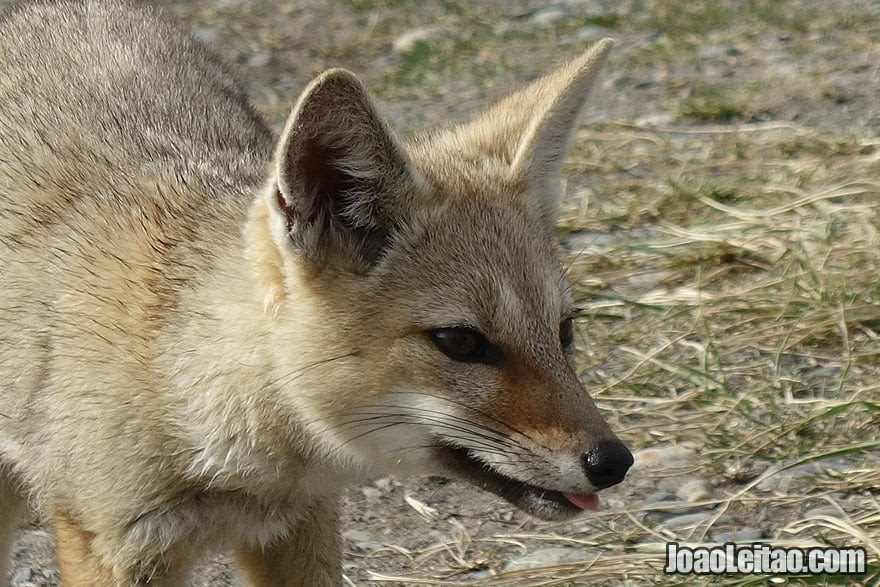 Fox in Tierra del Fuego Chile