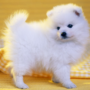 ワン ニャン図鑑 犬