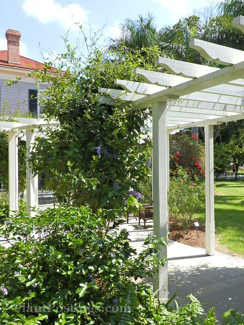 arbor