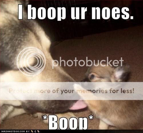boop.jpg I boop your nose now!
