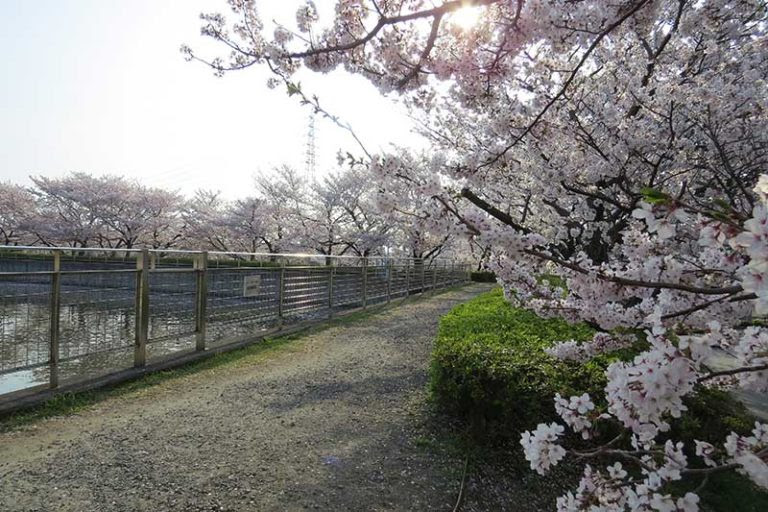 泉 の 森 自転車