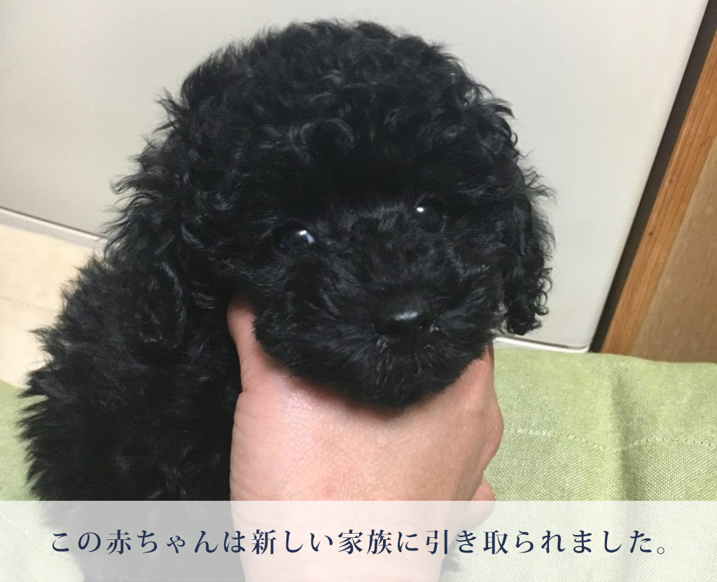 トイプードルのチャンピオン犬の子犬がうまれました 高知で30年以上の犬専門ペットショップ Mari Maeda ドッグスタジオ