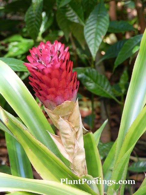 quesnelia
