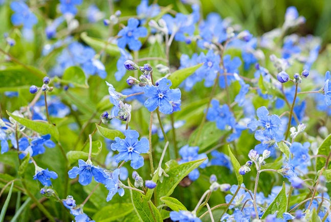 お庭の花たち
