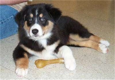 Miniature Australian Shepherd