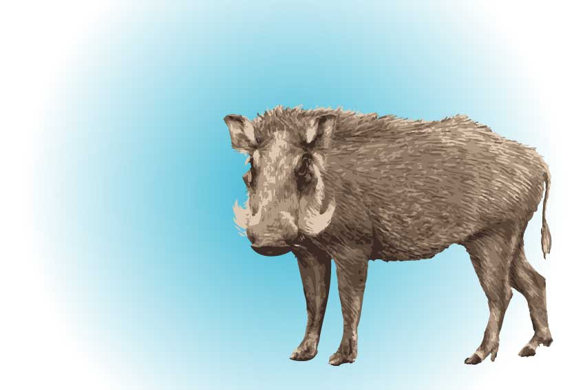 リアルイノシシ リアルタッチ亥の年賀状用イラスト フリー素材集