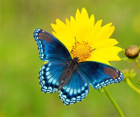• shrubby blue sage or mejorana. 10 Most Beneficial Garden Insects You Should Avoid Killing