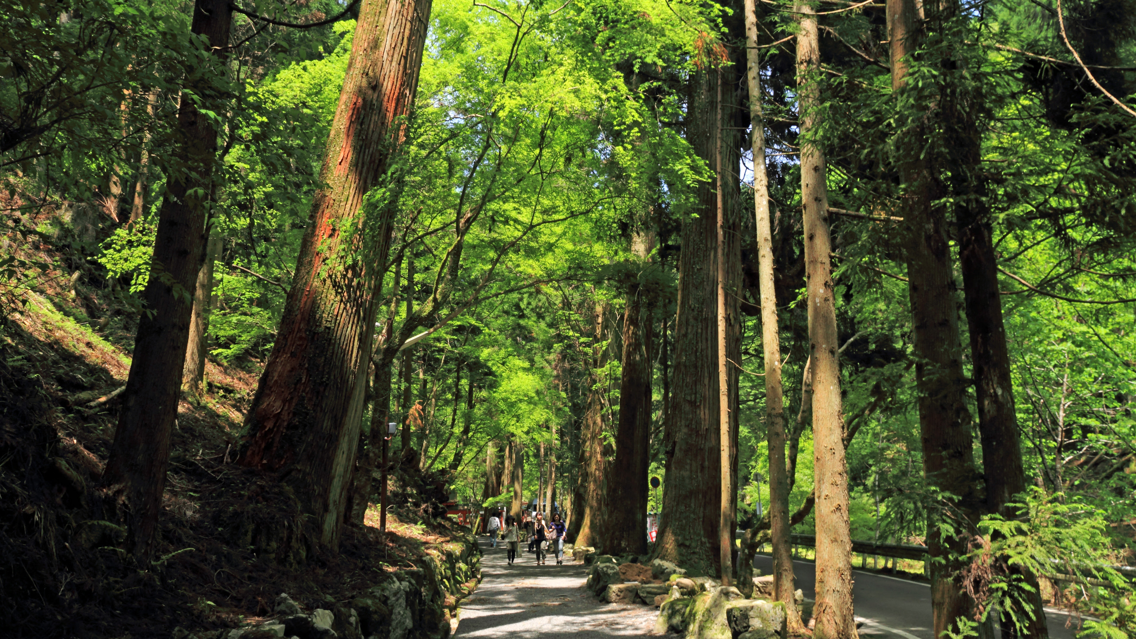 4k 11年 新緑 濃緑の京都壁紙 計7枚 壁紙 日々駄文