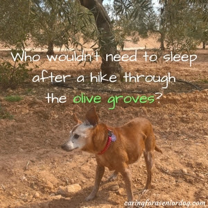 Download Why Does My Dog Sleep So Much - Caring for a Senior Dog