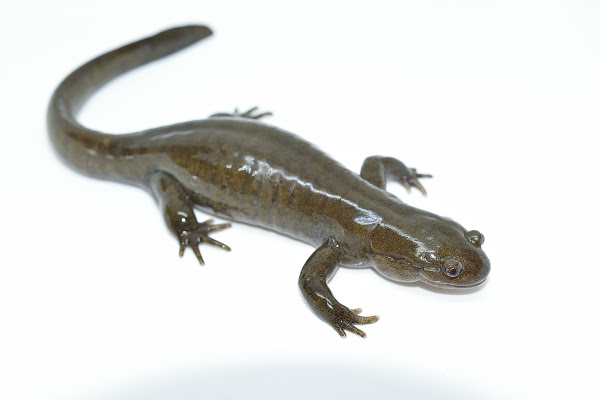 クロサンショウウオ