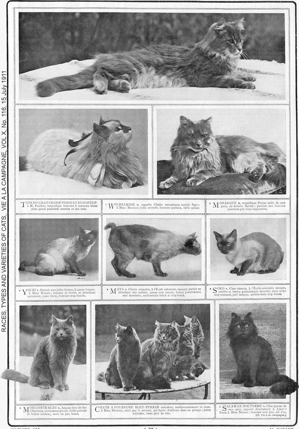 1900s Vie A La Campagne Magazine Articles About Cats