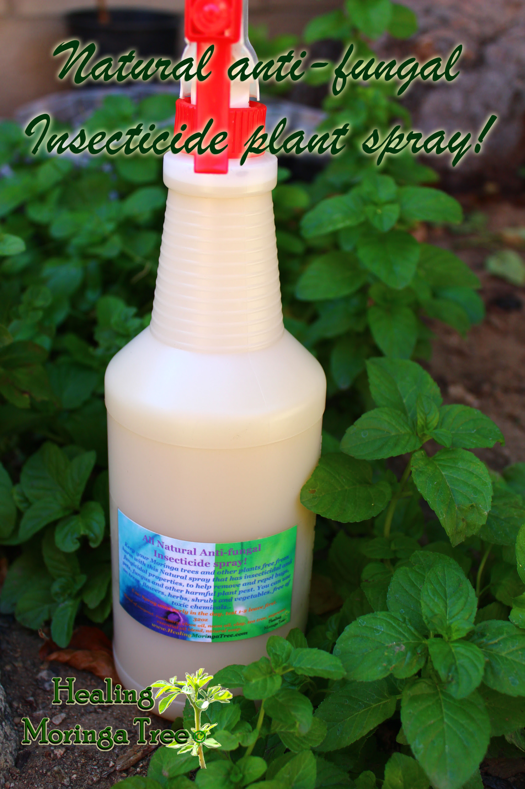Natural Anti Fungal Insecticide Spray