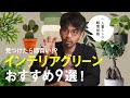 [最も人気のある！] 一人暮らし 観葉植物 おすすめ 111692-一人暮らし 観葉植物 おすすめ