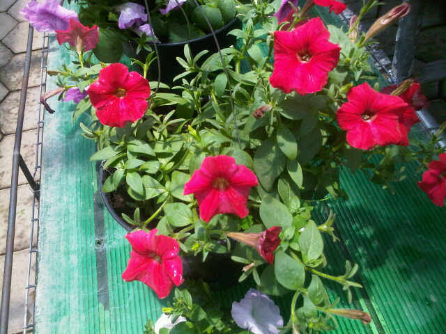 Tanaman Orange Petunia BibitBunga com Tanaman Orange Petunia BibitBunga com